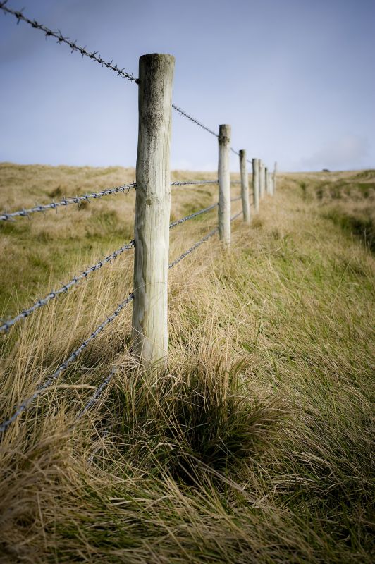 Wire Fence Painting detail